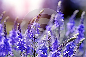 Blossoming Speedwell  Veronica Teucrium  closeup. photo