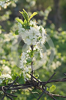 Blossoming spring branch of cherry tree