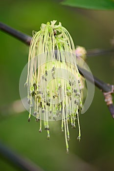 Blossoming spring branch of a tree