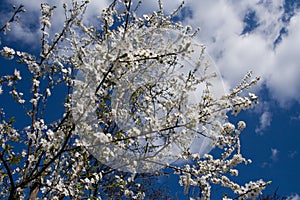 Blossoming spring branches of cherry treest