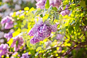 Blossoming spring bright pink lilac flowers in the garden, natural floral background