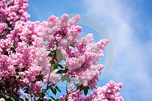 Blossoming spring bright pink lilac flowers in the garden, natural floral background