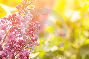 Blossoming spring bright pink lilac flowers on a sunny branch, natural seasonal floral background