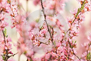The blossoming spring bush with flowers of pink color. l seasonal blossoming. Flower background