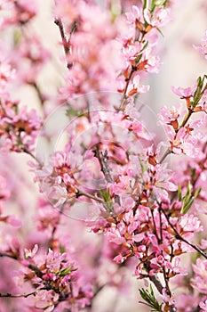 The blossoming spring bush with flowers of pink color. Plentiful seasonal blossoming. photo