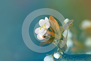 Blossoming spring cherry branch. Soft focus nature background