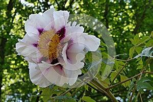 Blossoming spring flower of Rock\'s Peony plant, latin name Paeonia Rockii