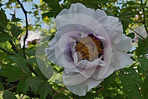 Blossoming spring flower of Rock\'s Peony plant, latin name Paeonia Rockii