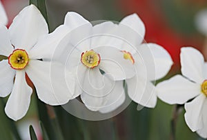 Blossoming spring narcissus flowern. Bluring soft focus nature background photo