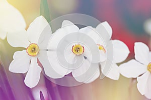 Blossoming spring narcissus flowern. Bluring soft focus nature background photo