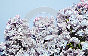 Spring pattern with violet lilac