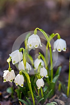 Blossoming Spring Snowflake Flowers (Leucojum vernum)