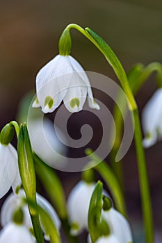 Blossoming Spring Snowflake Flowers (Leucojum vernum)