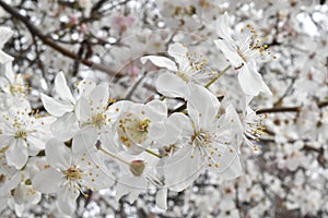 Blossoming spring tree photo