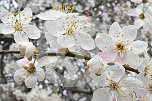 Blossoming spring tree photo