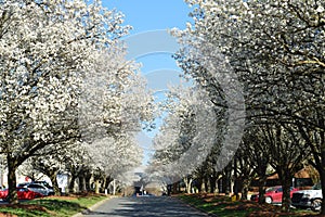 Blossoming spring trees