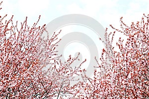 Blossoming spring trees