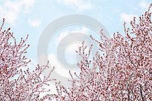 Blossoming spring trees