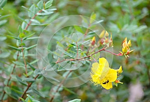 The blossoming sprout of a St. John`s wort Hypericum calycinum L