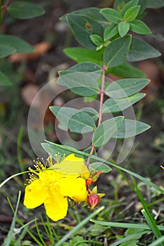 The blossoming St. John`s wort Hypericum calycinum L