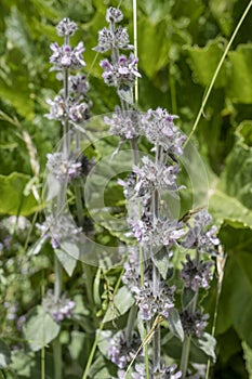 blossoming Stachys alpina flowers at Terminillo mountain range, Italy