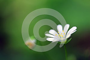 Blossoming Stellaria plant with white and yellow flower from pink family or carnation family Caryophyllaceae on a greenish-brown