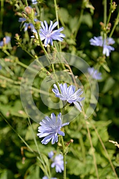 The blossoming succory  ordinary Cichorium intybus L