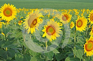 Blossoming sunflower.