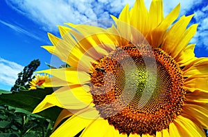 A blossoming sunflower with a bee against a blue sky background