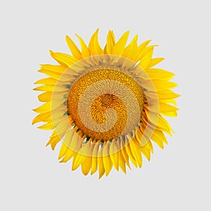 Blossoming sunflower bud with yellow petals, top view, isolated on white background