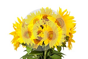 Blossoming sunflowers