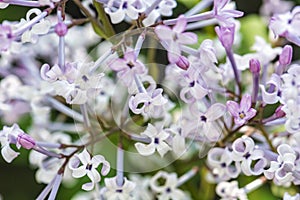 Kvitnúce Syringa lila Bush, prírodná scéna