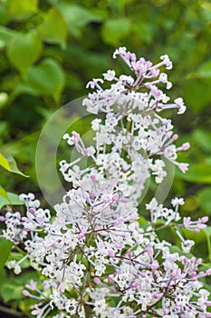 Blossoming Syringa lilac bush, natural scene