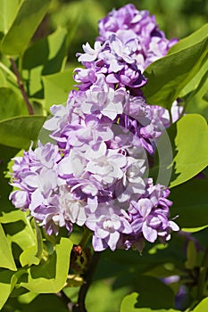 Blossoming Syringa lilac vulgaris `Beauty of Moscow`