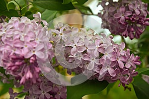 Blossoming Syringa vulgaris in spring, Ukraine