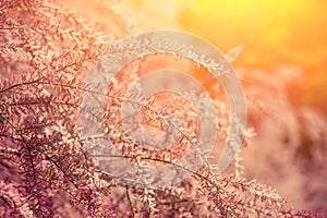 Blossoming Tamaricaceae branches