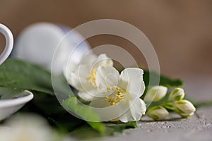 Blossoming tender jasmine flowers. Snow-white beautiful flowers. photo