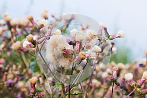 Blossoming thistle, Cirsium arvense. Wild thistle grass Cirsium arvense, Creeping Thistle in summer