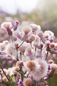 Blossoming thistle, Cirsium arvense. Wild thistle grass Cirsium arvense, Creeping Thistle in summer