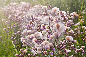 Blossoming thistle, Cirsium arvense. Wild thistle grass Cirsium arvense, Creeping Thistle in summer