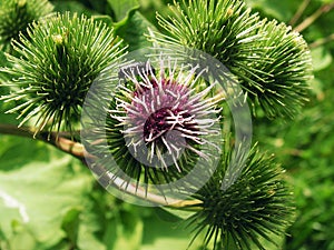 Blossoming thistle with a fly