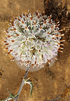 Blossoming thorn in Israel