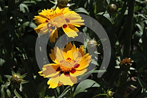 Blossoming tickseed in the garden