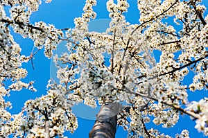 Blossoming tree