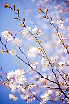 Blossoming tree photo