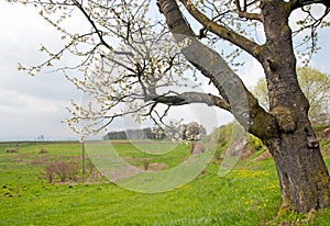 Blossoming tree