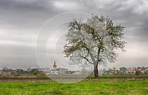 Blossoming tree