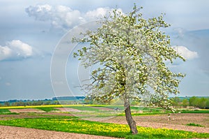 Blossoming tree