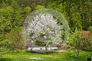 Kvetoucí strom uprostřed borového lesa v Gaderské dolině ve Velké Fatře.