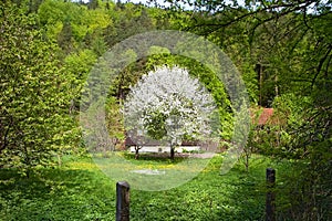 A blossoming tree amidst a pine forest in the Gader Valley in the Great Fatra Mountains.